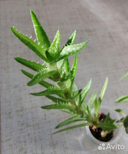 Алоэ ювенильное