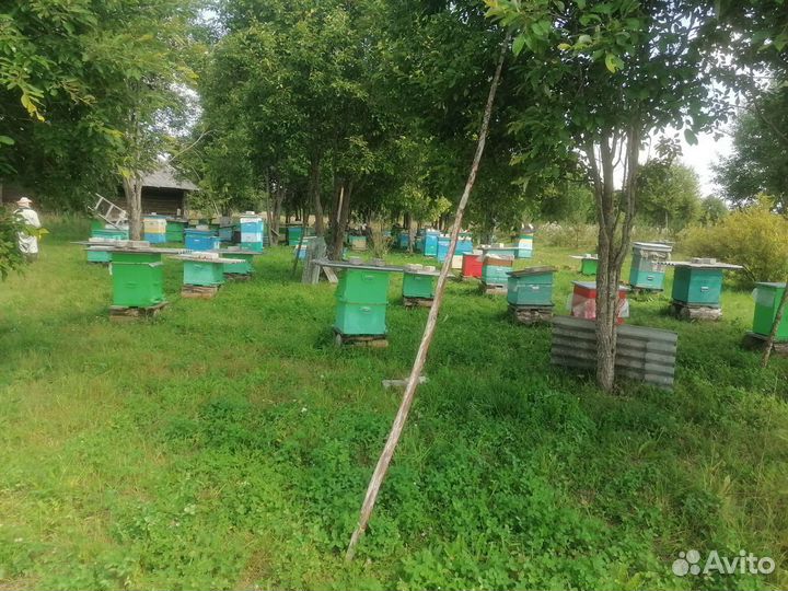 Пчелопакеты