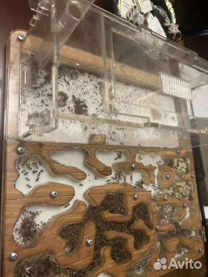 Муравьиная ферма бу с муравьями