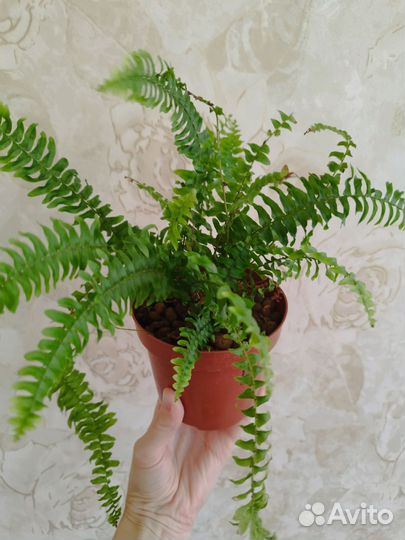 Папоротник нефролепис