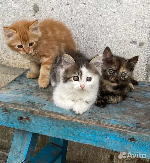 Кошка в дар бесплатно