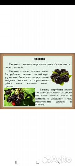 Саженцы ежевики, малины
