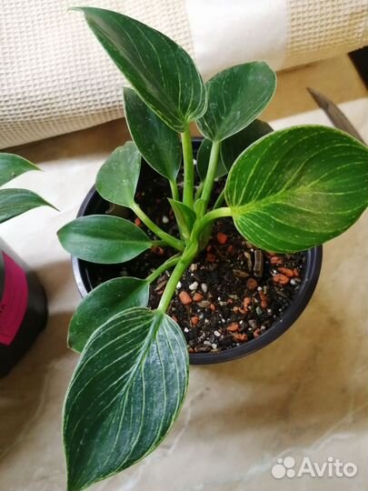 Филодендрон биркин и принц оранж