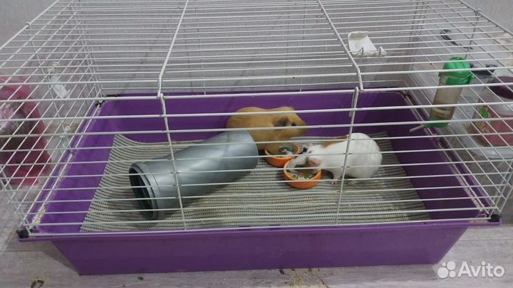 Морские свинки с клеткой