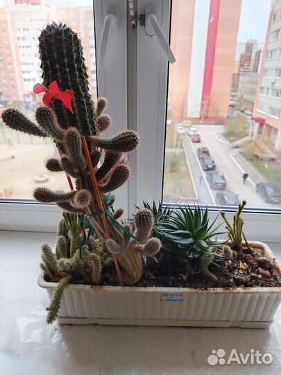 Кактусы и суккуленты