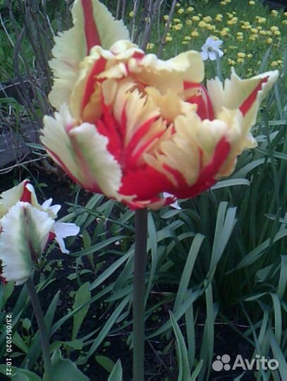 Саженцы, цветы многолетники