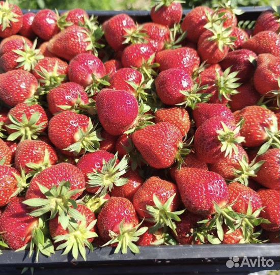 Пряная клубника Египет 2-3 кг