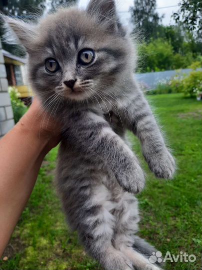 Британские котята