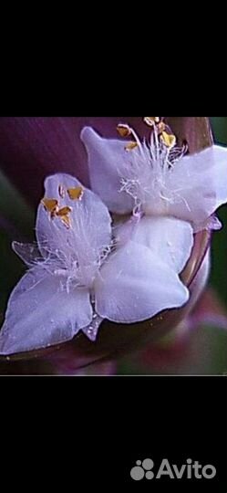 Традесканция рео