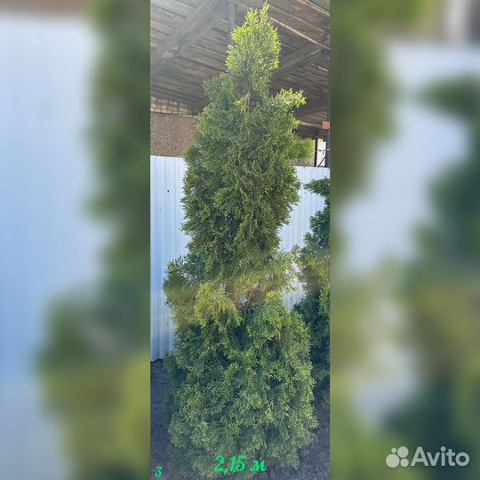 Туи от 2м