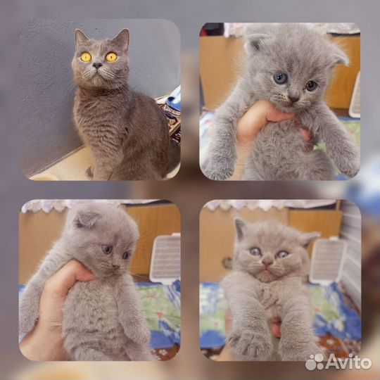 Британские вислоухие котята