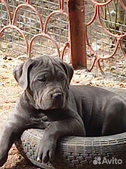 Щенки кане корсо