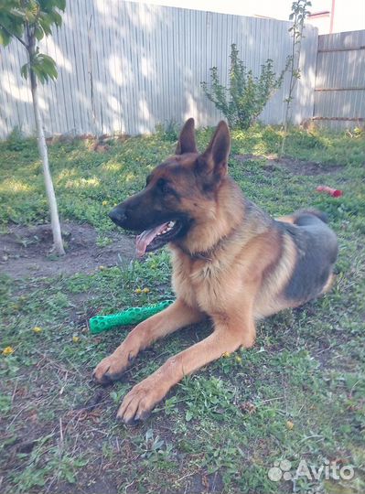 Гостиница для собак