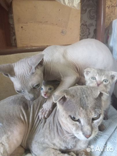 Канадский сфинкс