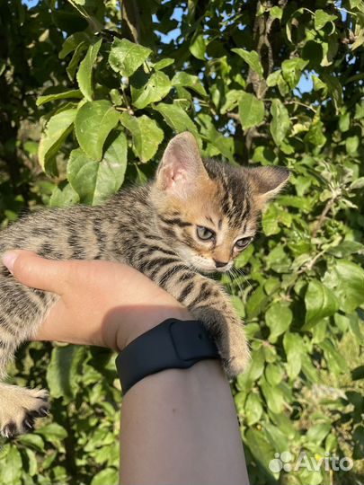 Бенгальские котята