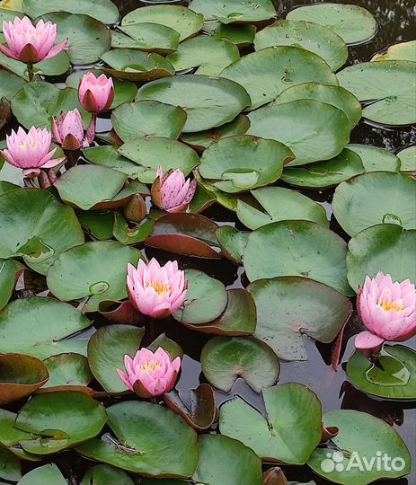 Нимфеи для водоема, отправка в регионы