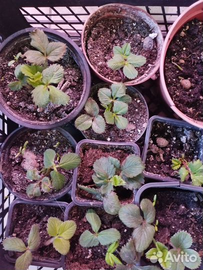 Рассада клубники, хвойники, многолетники