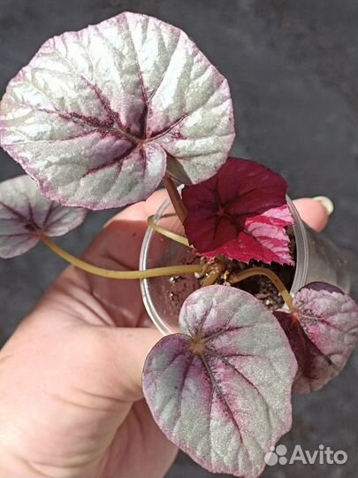 Комнатные растения