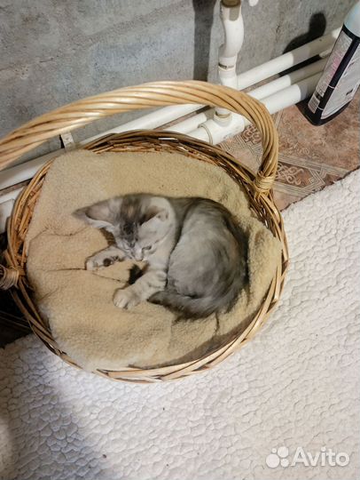 Кошки в добрые руки бесплатно