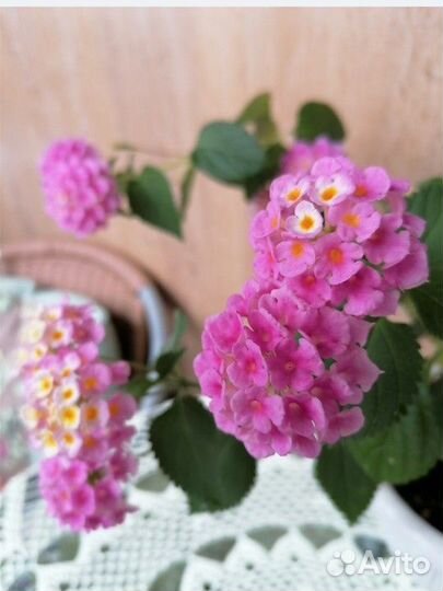 Лантана черенки