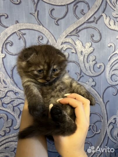 Вислоухий котэ