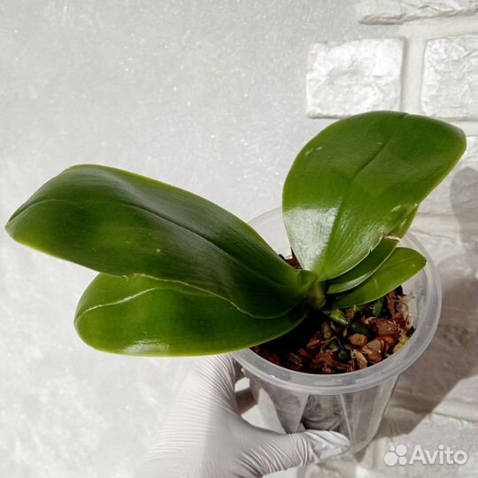 Орхидея ароматная Phal. Lyndon Mix Zebra '823'