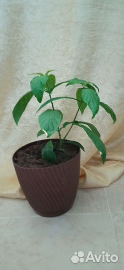 Пахистахис