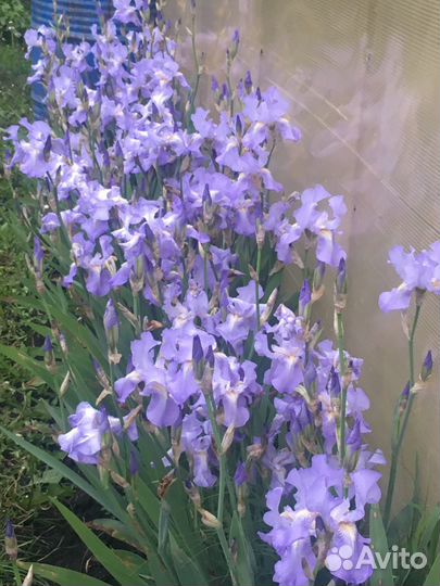 Ирис голубой бородатый сортовой корень