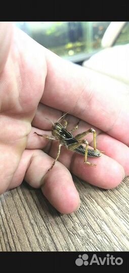 Насекомые кормовые