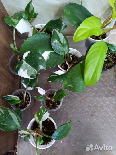 Филодендроны