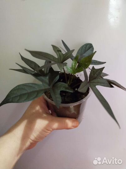 Ипомея батат и другие растения