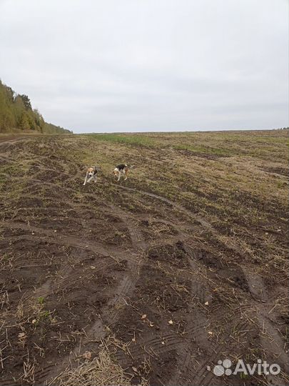 Русская пегая гончая