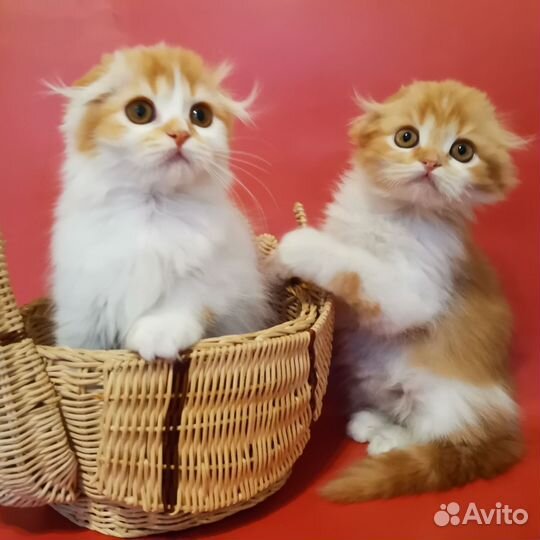 Хайленды фолды и страйты