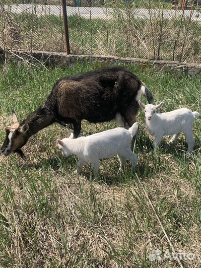 Коза с козлятами