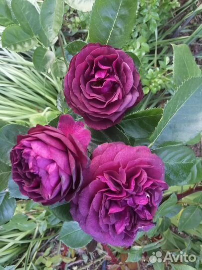 Саженцы роз окс - Осень 2023