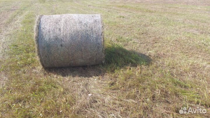 Продам сено