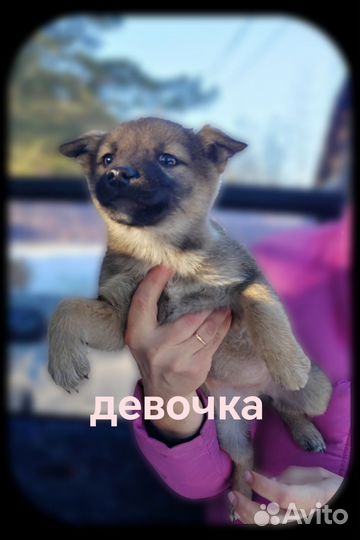 Щенки