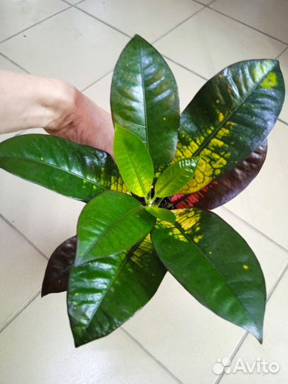 Кротоны разные