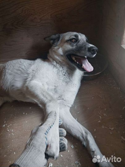 Молодая Пайпер никому не нужна