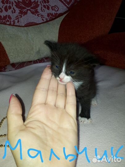 Котята в добрые руки даром