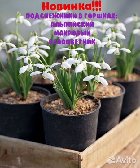 Цветы к 8 марта