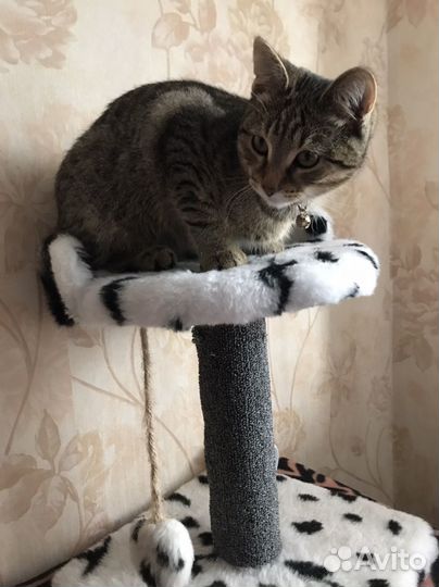 Котенок бенгалский метиз