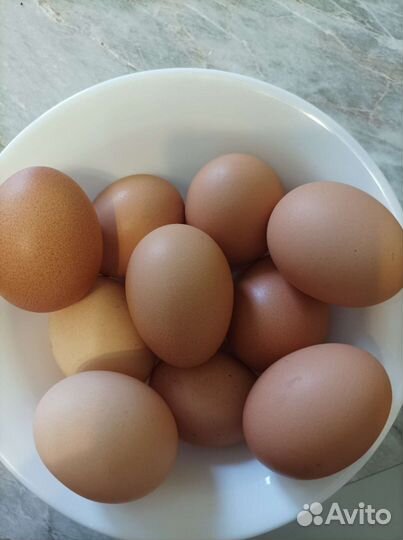 Домашние куриные и гусиные яица