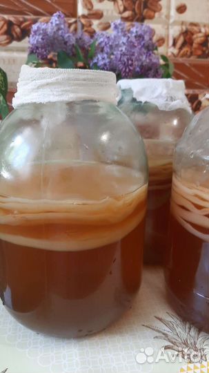 Чайный гриб