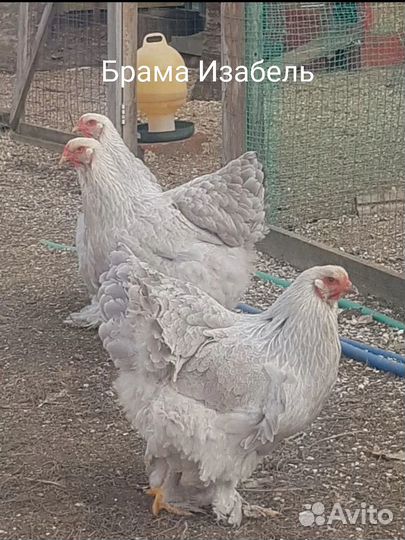 Цыплята Брамы