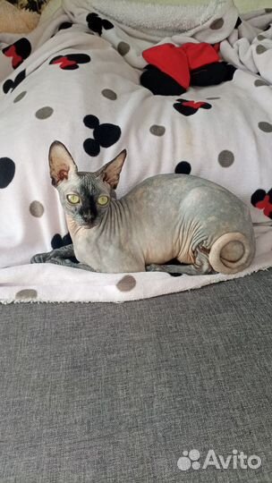 Сфинкс котенок девочка