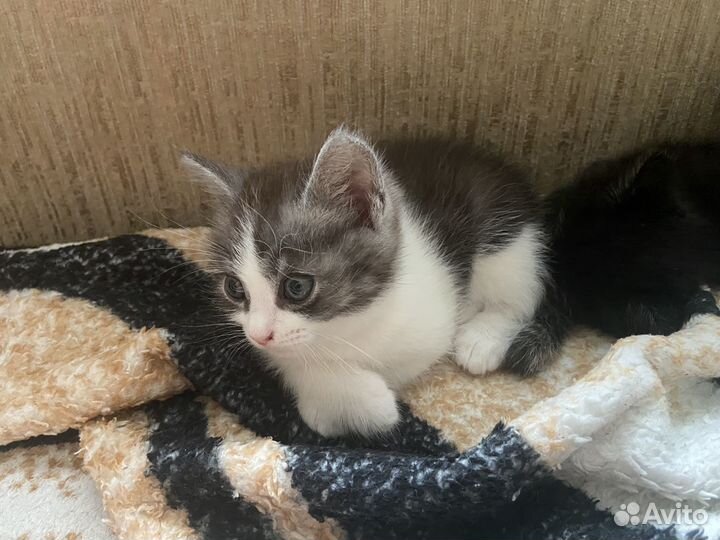Котята отдам даром