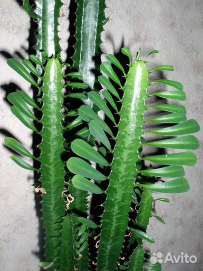 Кактус оч редкий привезли с мексики