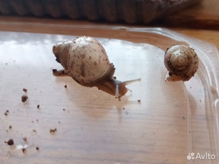 Улитки ахатины бесплатно