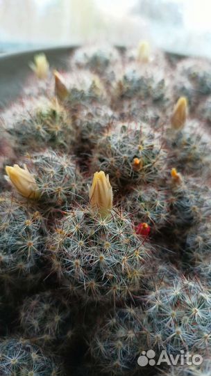 Кактус, Толстянка